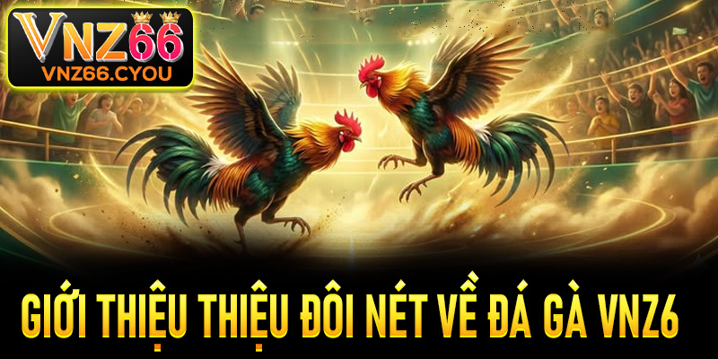 Giới thiệu đôi nét về sảnh đá gà VNZ6
