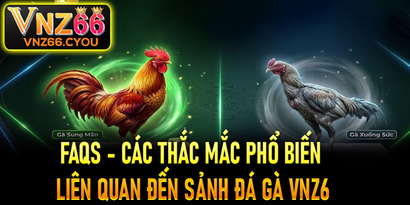 FAQs - Các thắc mắc phổ biến liên quan đến sảnh đá gà VNZ6